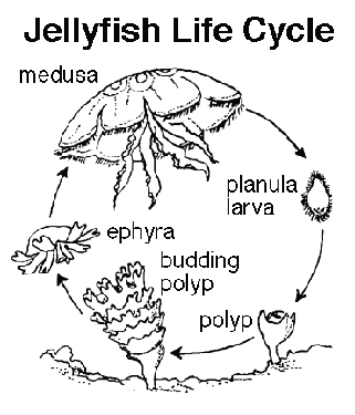 Jelly fish Life Cycle