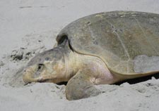 Kemp's ridley sea turtle - photographers Phil and Mary Schneider