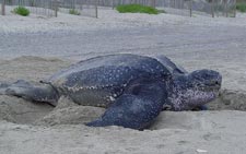 Leatherback sea turtle - photographer Matthew Godfrey