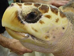 unlicensed photos loggerhead seaturtle unlicensed photos loggerhead seaturtle