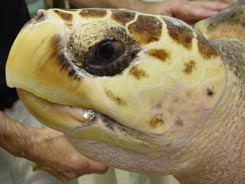 Loggerhead sea turtle photographer DuBose Griffin