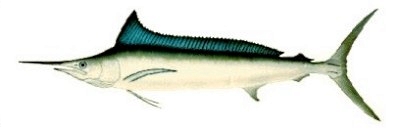 Longbill Spearfish