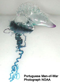 Portuguese Man-of-War