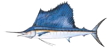 Sailfish, click for a table of Fork Length Versus Weight