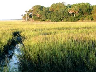 SCDNR - Salt Marsh SCDNR - Salt Marsh