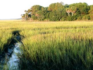 Salt Marsh Cordgrass