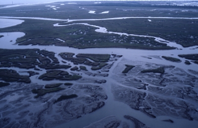 Salt Marsh