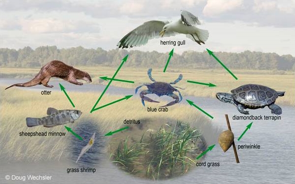 Salt Marsh Food Web