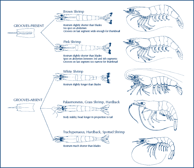 SCDNR - Shrimp