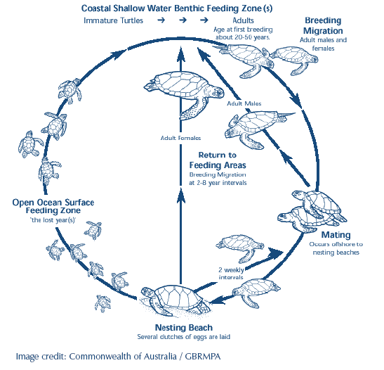 Life Cycle of the Sea Turtle