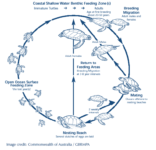 Lion Life Cycle Diagram