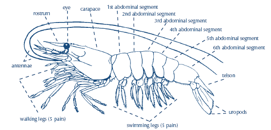 Shrimp Diagram