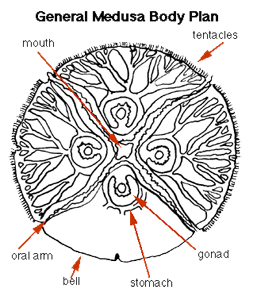 General Medusa Body Plan of Jelly fish