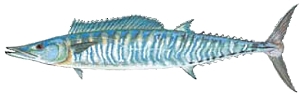 Wahoo Wahoo