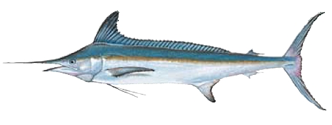 Best gear to fish Blue Marlin (Atlantic), (Makaira Nigricans)