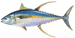 Yellowfin Tuna Yellowfin Tuna