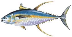 Yellowfin Tuna