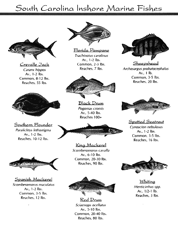 INSHORE – Page 4