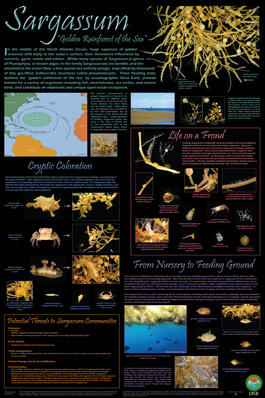 Sargassum poster