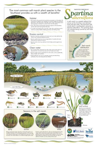 Spartina poster