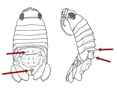 male Paradella dianae, dorsal and lateral views