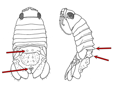 male Paradella dianae, dorsal and lateral views male Paradella dianae, dorsal and lateral views