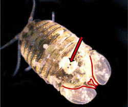 Paradella dianae dorsal