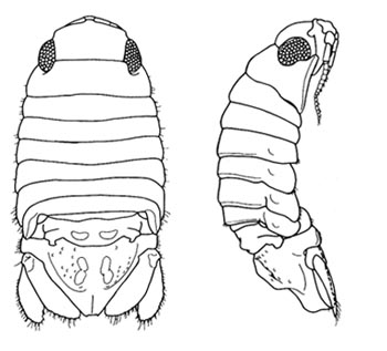 female Paradella dianae, dorsal and lateral views