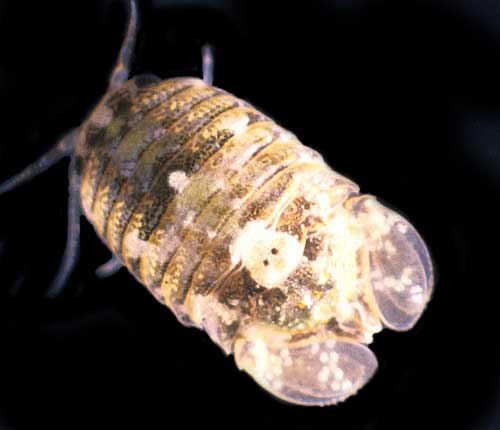 image of Paradella dianae Image of Paradella dianae