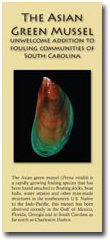 The Asian Green Mussel - Unwelcome Addition to Fouling Communities of South Carolina brochure