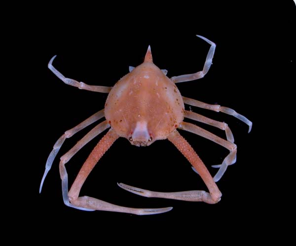 Acanthilia intermedia (granulose purse crab)  from off St. Helena Island, SC