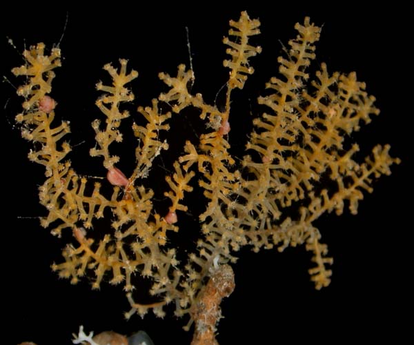 deep water Acanthogorgia aspera colony from offshore St. Augustine, FL, OE 2004 ETTA cruise