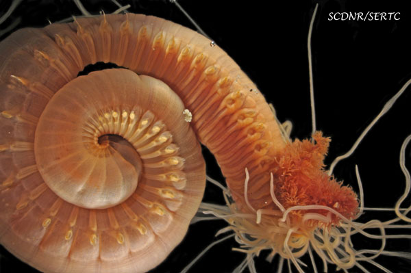 Amphitrite ornata (spaghetti worm) from offshore Charleston, SC