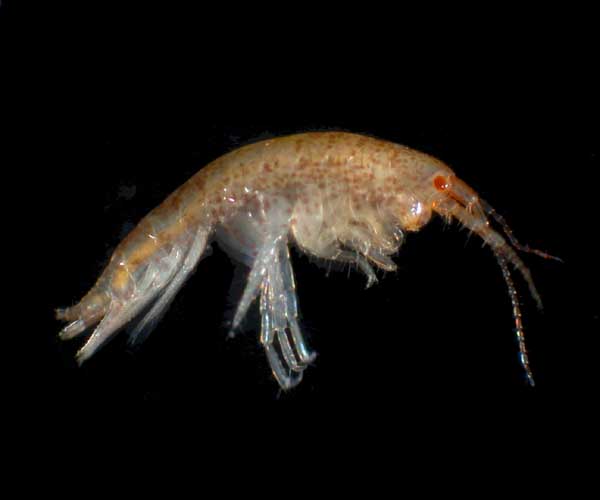 amphipod Ampithoe valida from Charleston Harbor oyster reef