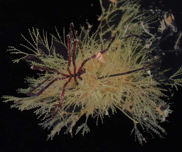 Anaplodactylus lentus  (sea spider) on hydroid, offshore Charleston, SC