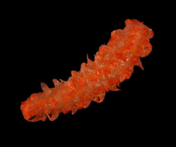 Holothurian (sea cucumber) Aphigymnas bahamensis from 2003 Charleston Bump, Ocean Explorer cruise