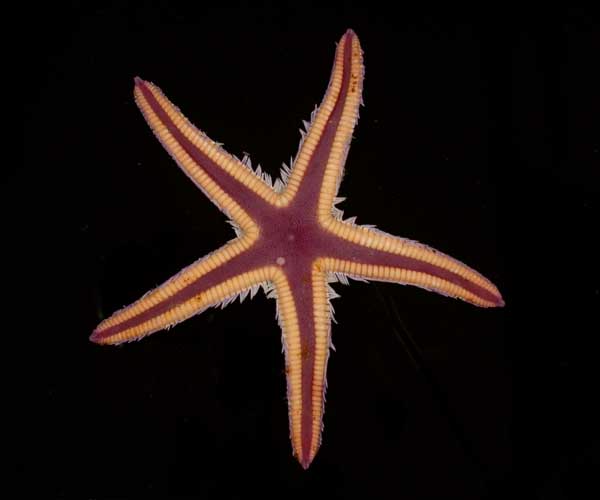 Astropecten articulatus (royal sea star) from offshore Charleston, SC