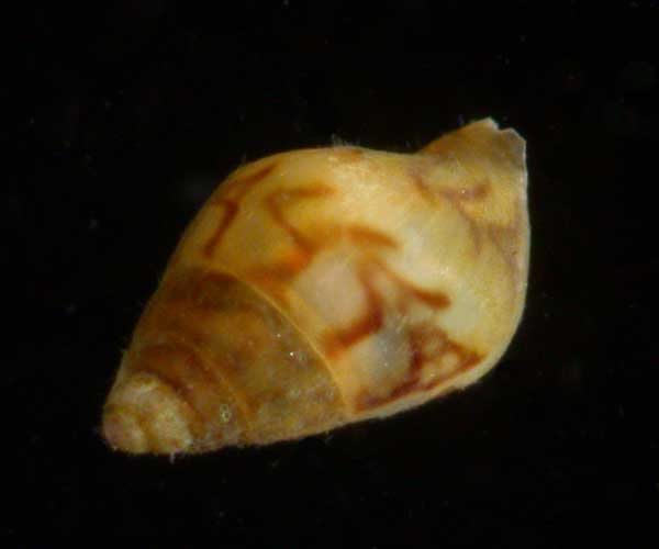 Astyris lunata (lunar dovesnail) from Charleston Harbor oyster reef