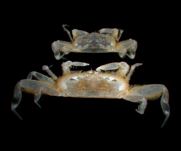 Austinixa cristata (cristate pea crab) male and female from Folly Beach, SC