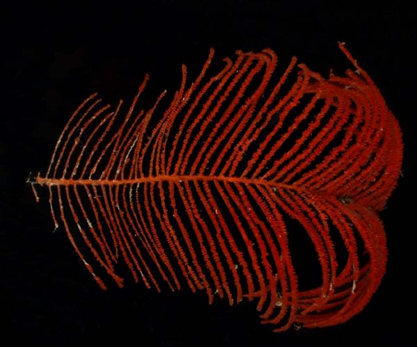 Bathypathes alternata, a deep water antipatharian (black coral) from offshore Georgia, OE 2004 ETTA cruise