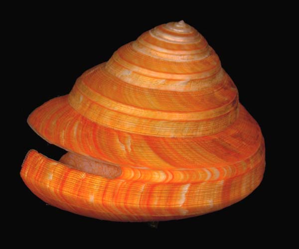 Bayerotrochus midas (slitshell) from deep water cliff, offshore Georgia, OE 2004 ETTA cruise