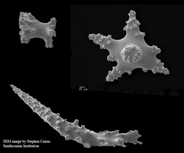 sclerites of Bebryce parastellata (SEM image by Stephen Cairns)