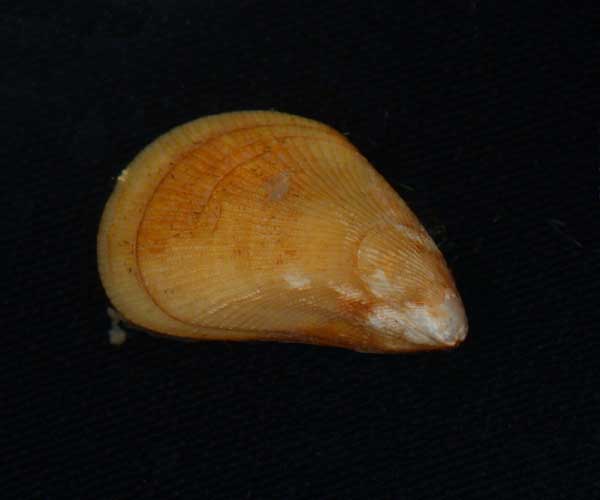 Brachidontes exustus (scorched mussel) from intertidal oyster bed, Charleston, SC