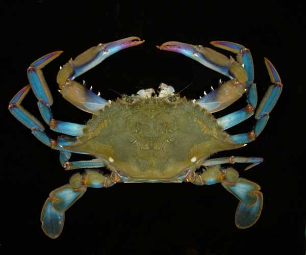 Callinectes similis (lesser blue crab) from Abbapoola Creek, Johns Island, SC