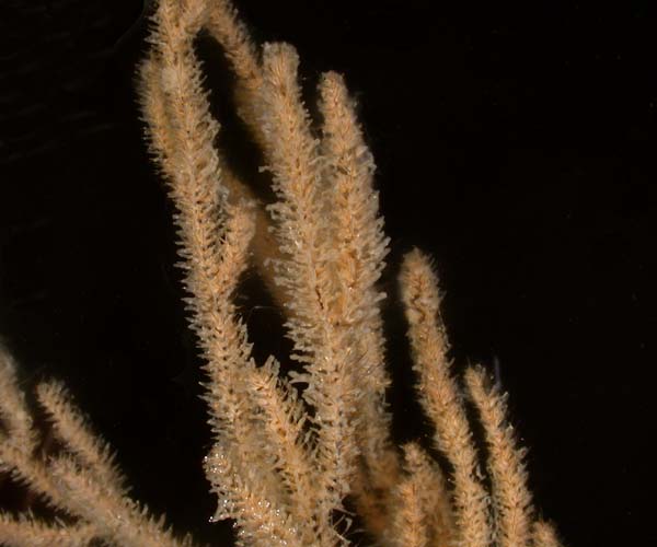 Chrysopathes sp. (black coral) from offshore St. Augustine, FL, OE 2004 ETTA cruise