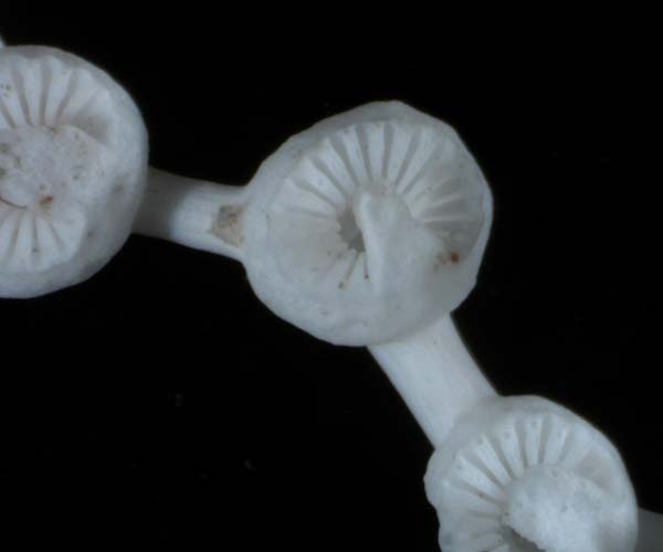 Crypthelia floridana., a stylasteriid hyrdocoral (lace coral) from  offshore Georgia, OE 2004 ETTA cruise