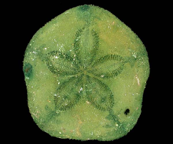 Clypeaster subdepressus (sand dollar), off Bull Island, South Carolina