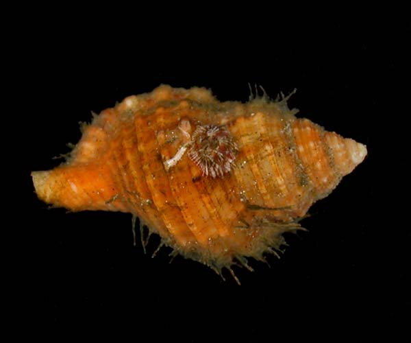 young Cymatium parthenopium (giant triton) from off Charleston Harbor, South Carolina