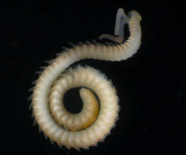 Dipolydora socialis (polychaete worm) from Charleston Harbor oyster reef