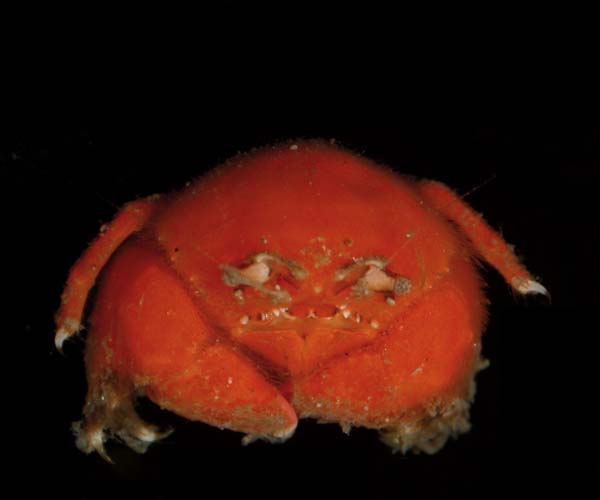 Cryptodromiopsis antillensis (hairy sponge crab) from off Hilton Head, South Carolina